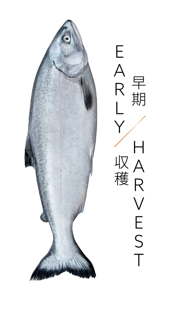 Ora King Keiji Salmon