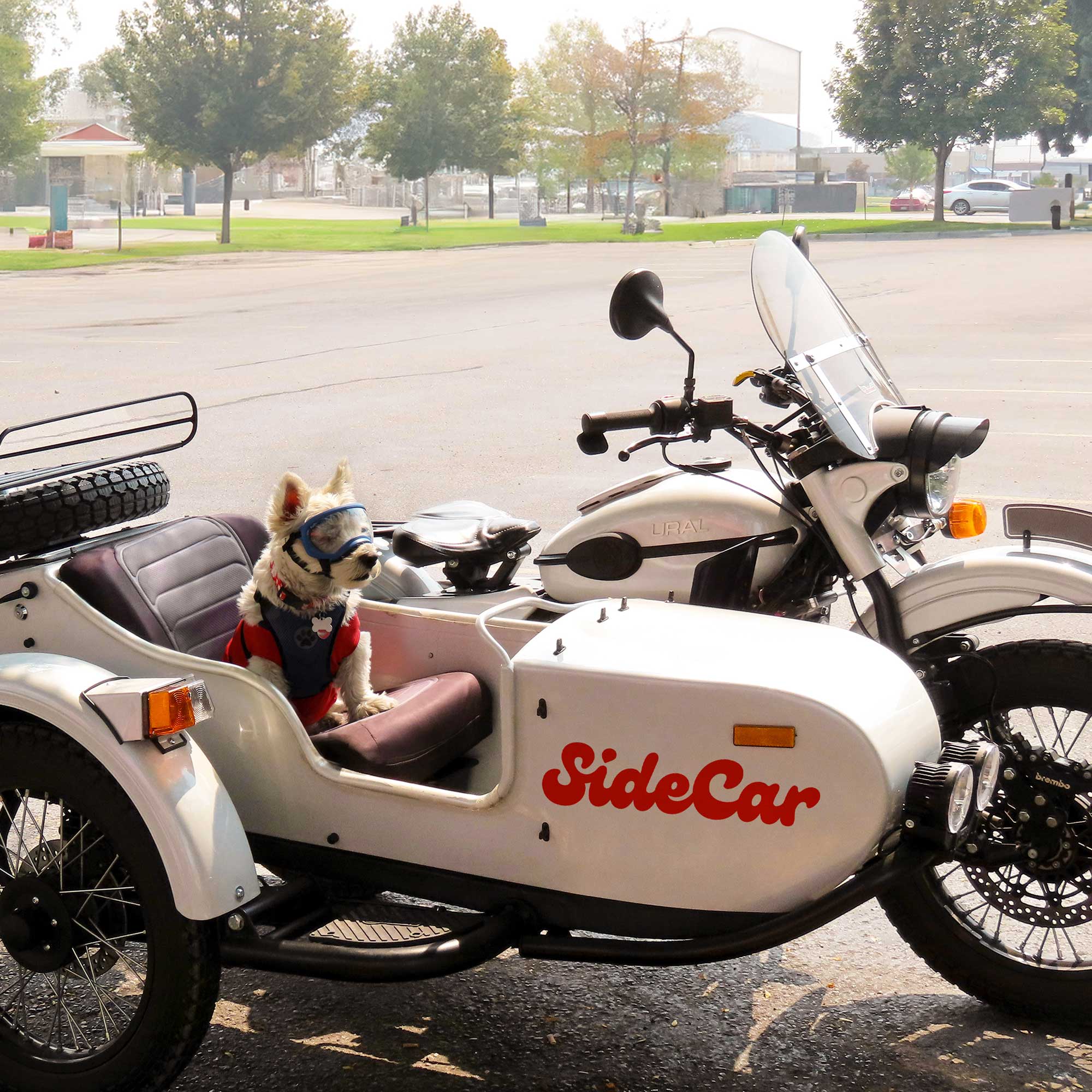 Dog on a sidecar motorbike