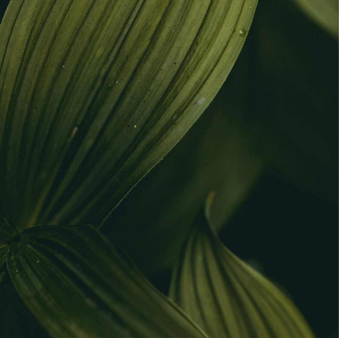 Close-up of green leaves reflecting the natural landscape around olive estate lifestyle village in richmond, new zealand.
