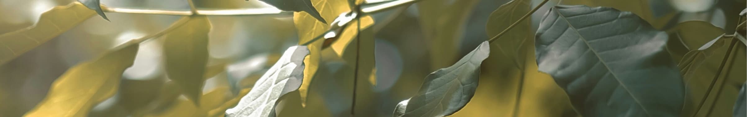 Soft sunlight filtering through green leaves, evoking the natural environment of olive estate lifestyle village.