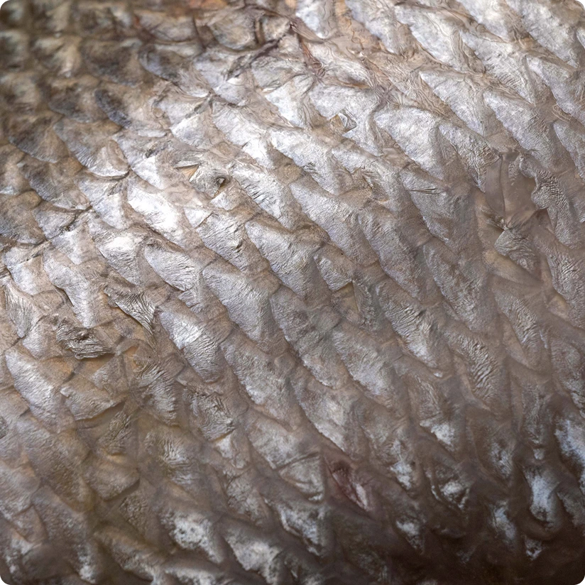 Downing portfolio opal fish scales