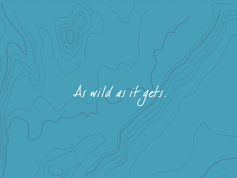 Launching a new brand with a beautiful digital experience for Wilder